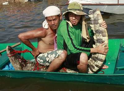 В Бангкоке отлавливают крокодилов, "освобожденных" наводнением