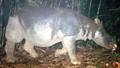 Бpaконьеры полностью истребили яванских носорогов во Вьетнаме - WWF