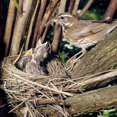 Маньяк-натуралист осужден в Британии за кражу 700 яиц редких птиц