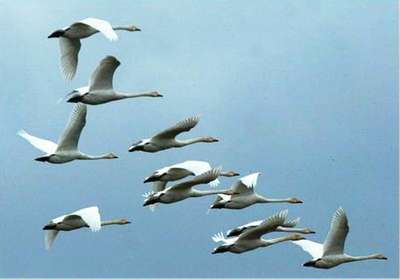 Тысячи перелетных птиц разбились в США, перепутав парковки с озерами