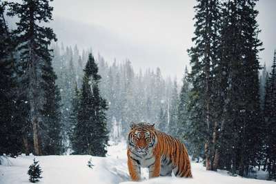 Амурских тигров в китайском заповеднике снабдят искусственным снегом