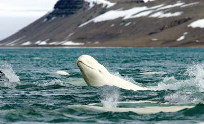 Ученые впервые обнаружили серых китов в арктическом море Лаптевых