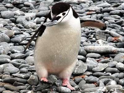 Посетители зоопарка Эдинбурга попали под обстрел пингвиньим пометом