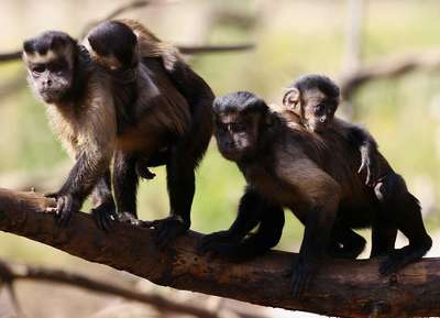 Сила стаи капуцинов зависит от числа трусливых обезьян в ней