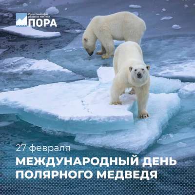 Несколько тысяч белых медвежат встречают день рождения в Арктике
