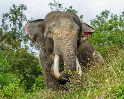 Суматрaнcкие слоны могут исчезнуть через 30 лет