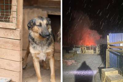 В Британии пес устроил пожар в доме хозяев