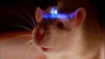 Швейцарские врачи научились лечить мышей-наркоманов