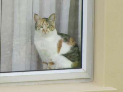Кошка закрыла своих хозяев на балконе в 11-градусный мороз