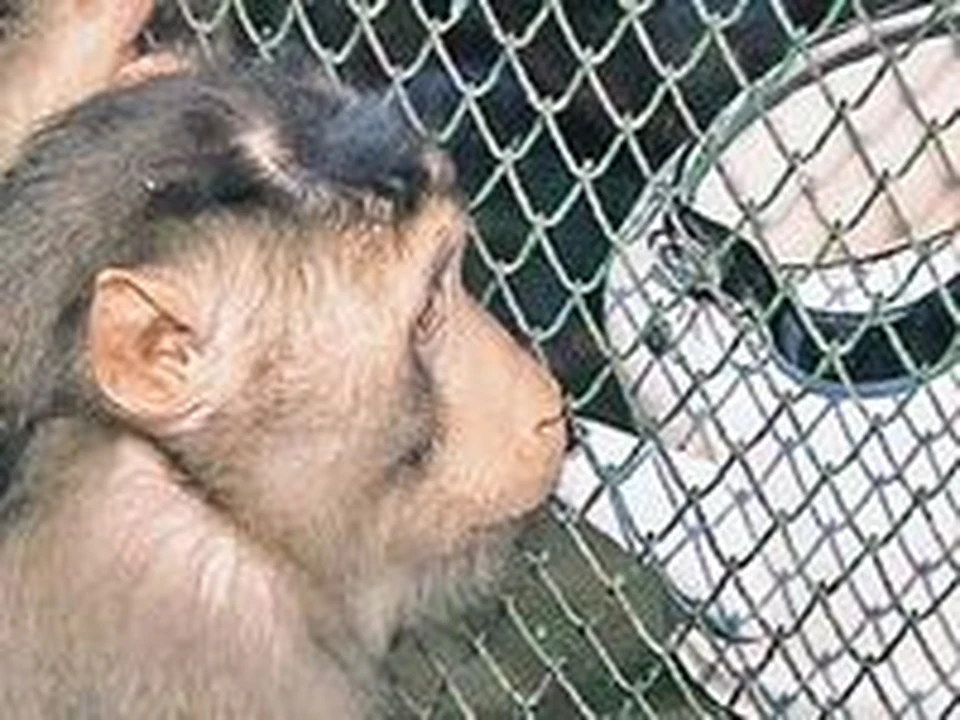 В зоопарке Караганды обезьян начали поить кагором