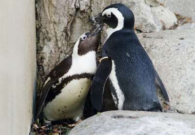 В Канадском зоопарке расстались пингвины-гeи