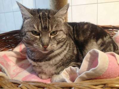 В Германии кошки преступницы задолжали за проживание в приюте