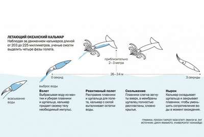 Зоологи объяснили, почему кальмары летают