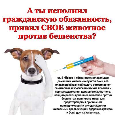 Ветеринары зовут киевлян на бесплатные прививки от бешенства