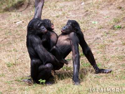 Самцы обезьян заставляют самок делать aбopты