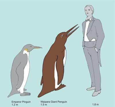 Ученые восстановили облик вымершего пингвина