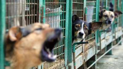 Киев за пять лет планирует устроить под опеку 20 тысяч беспризорных животных