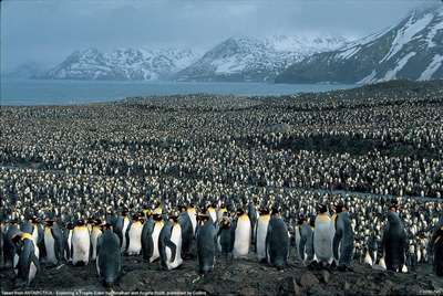 Перепись из космоса удвоила число императорских пингвинов в Антарктике