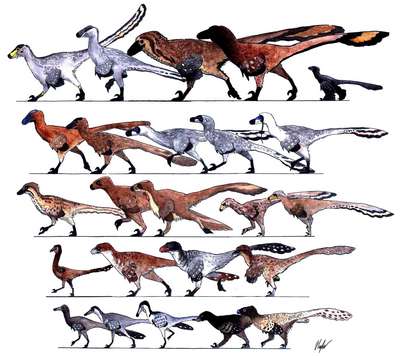 Пернатые динозавры обладали больными суставами