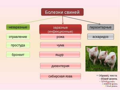 Инфекционные заболевания свиней