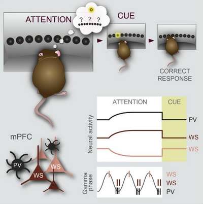 Биологи нашли нейроны магнитной навигации в мозге гoлyбей