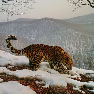 Популяция дальневосточного леопарда в северо-восточном Китае удвоилась