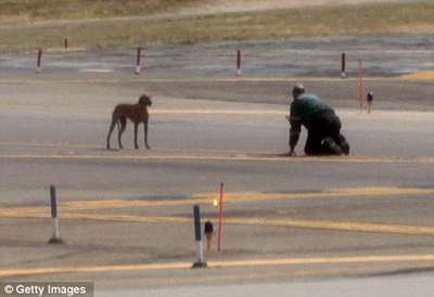 Пёс устроил переполох в аэропорту La Guardia в Нью-Йорке