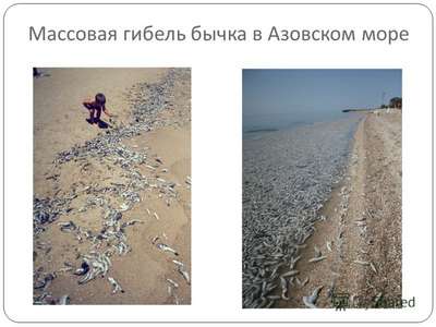 В Азовском море массово гибнут бычки