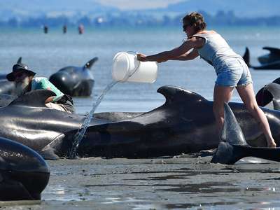 В Крыму массово выбрасываются на берег раненые дельфины