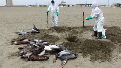 Причиной массовой гибели пеликанов в Перу стала миграция сардин