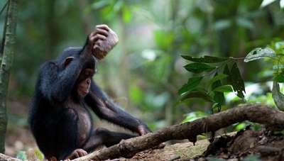 Шимпанзе придерживаются разных традиций в добывании орехов