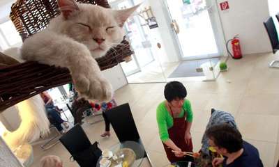 В столице Австрии открылось первое кафе с кошками