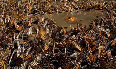Более 300 млн бабочек мигрировали из США в Канаду в этом году