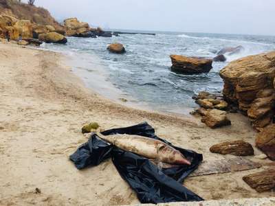 На одесских пляжах уже месяц гниют мертвые дельфины