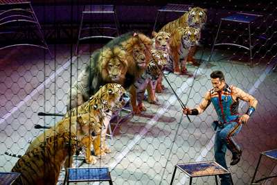 В Парагвае запретили использование диких животных в цирке
