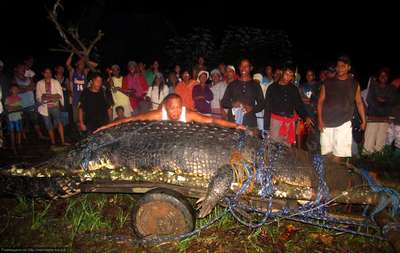 Филиппинский крокодил попал в книгу Гиннеса как самый крупный в мире