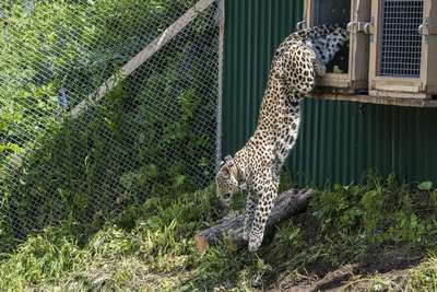Переднеазиатских леопардов выпустят в заповедный лес Кавказа