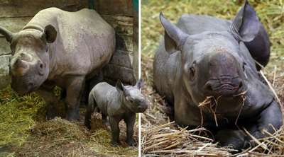 Выращенные в Британии черные носороги доставлены в заповедник Танзании