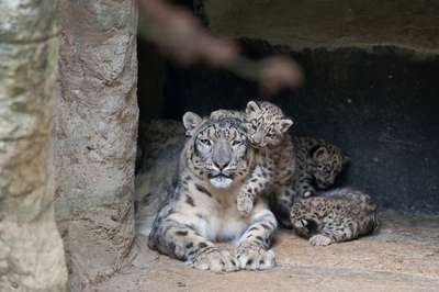 Три детеныша снежного барса родились в чешском зоопарке