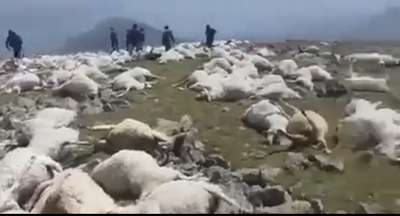 Более 170 овец погибли в Китае от удара молнии