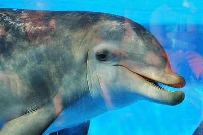 Киевсовет позволил в зоопарке сделать приватную тюрьму для дельфинов