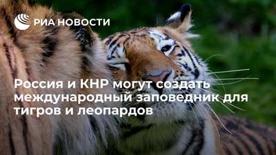 Россия и Китай могут создать заповедник по охране леопардов и тигров