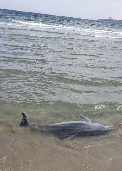 На Черном море гибнут дельфины