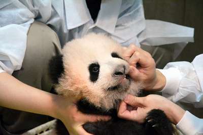 Детеныш панды умер в японском зоопарке от воспаления легких
