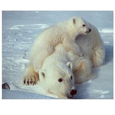 Ученые "состарили" белых медведей на четыре миллиона лет
