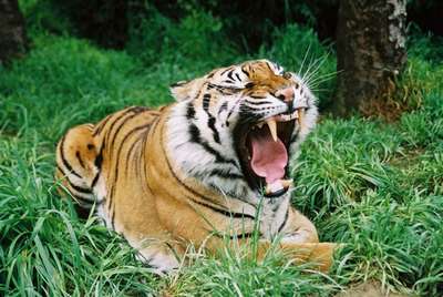 Тигров на Суматре оказалось в 1,5 раза больше, чем считалось ранее