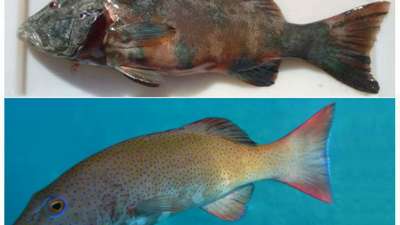 Paк кожи обнаружен у австралийских рыб, живущих под озоновой дырой