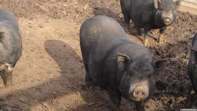 ЕС даст денег на борьбу с чумными свиньями в стране