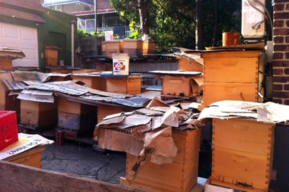 У жителя Нью-Йорка конфисковали незаконную пасеку на три миллиона пчел