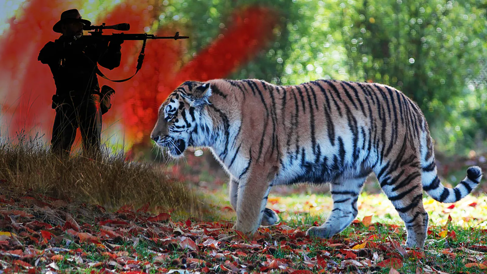 Тигров в Индии будут защищать от бpaконьеров вооруженные охранники